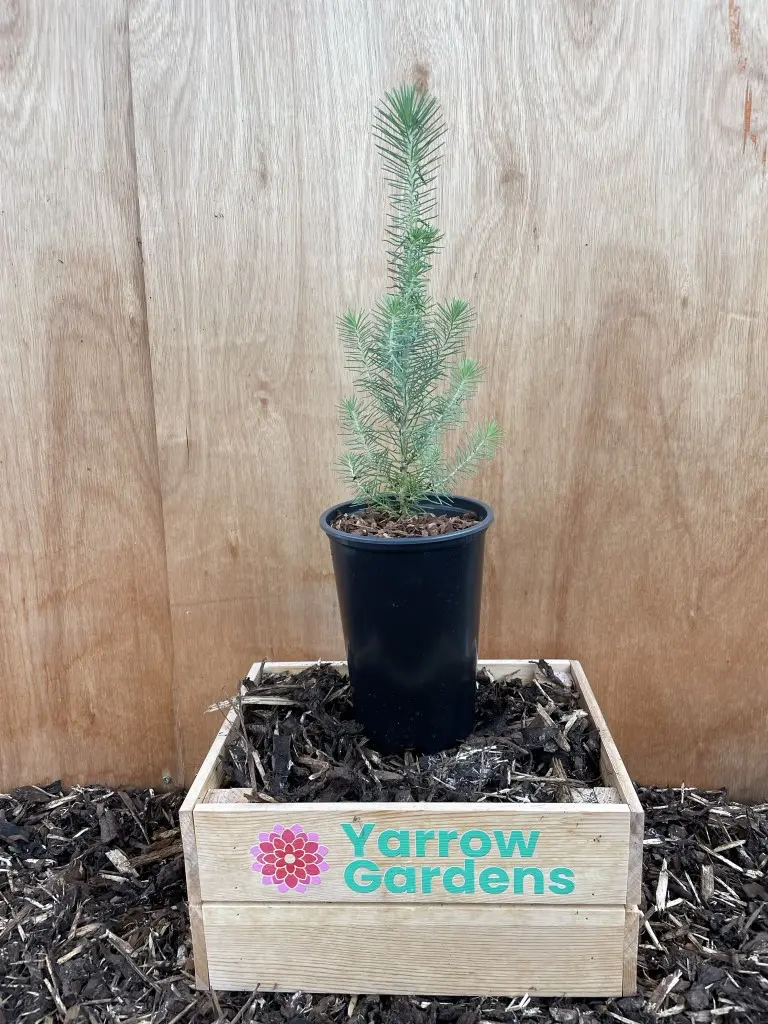 Stone Pine Sapling 40/60cm (2L) - Image 3