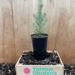 Stone Pine Tree 80/100cm (2L)