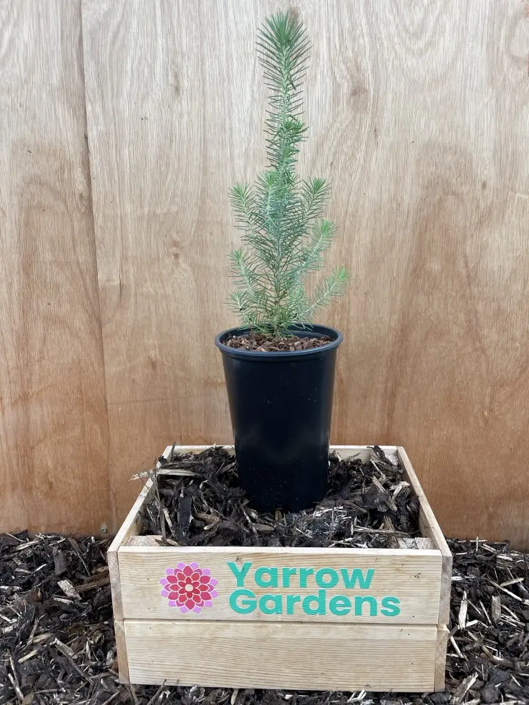 Stone Pine Sapling 40/60cm (2L)