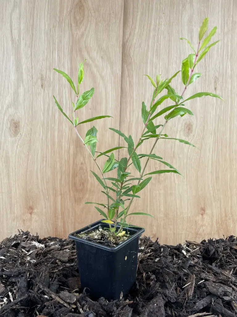 Pomegranate Bonsai 10/20cm (P9)