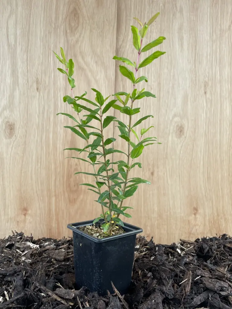 Pomegranate Tree 20/40cm (P9) - Image 3