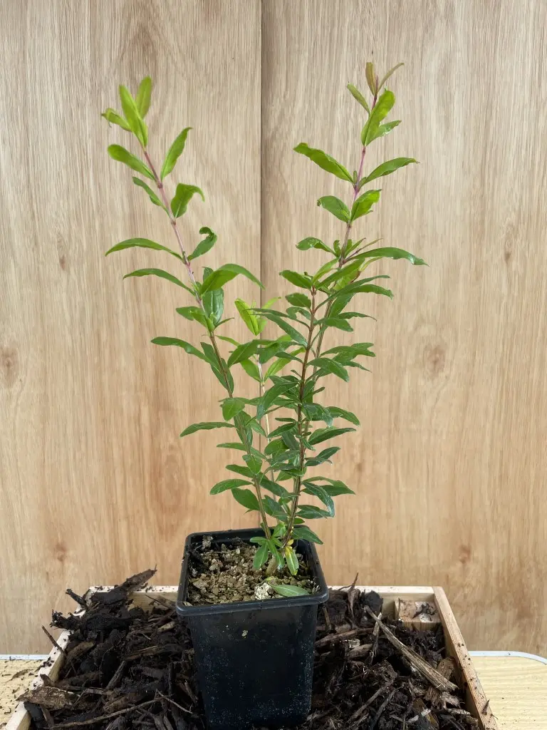 Pomegranate Tree 20/40cm (P9) - Image 2