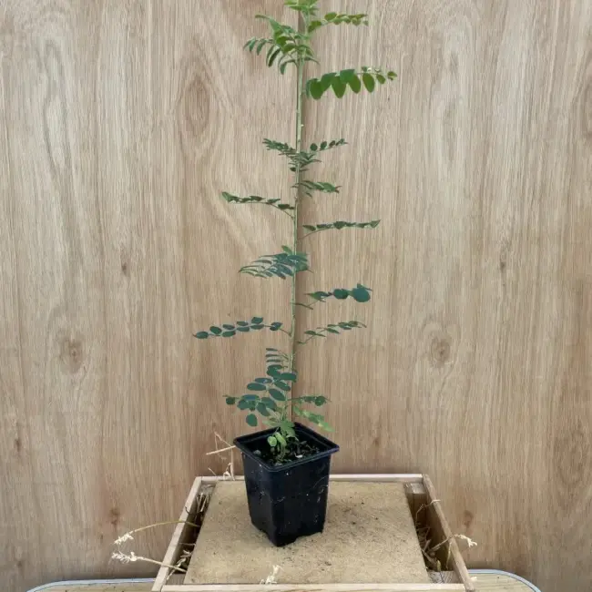 Siberian pea tree - Caragana arborescens
