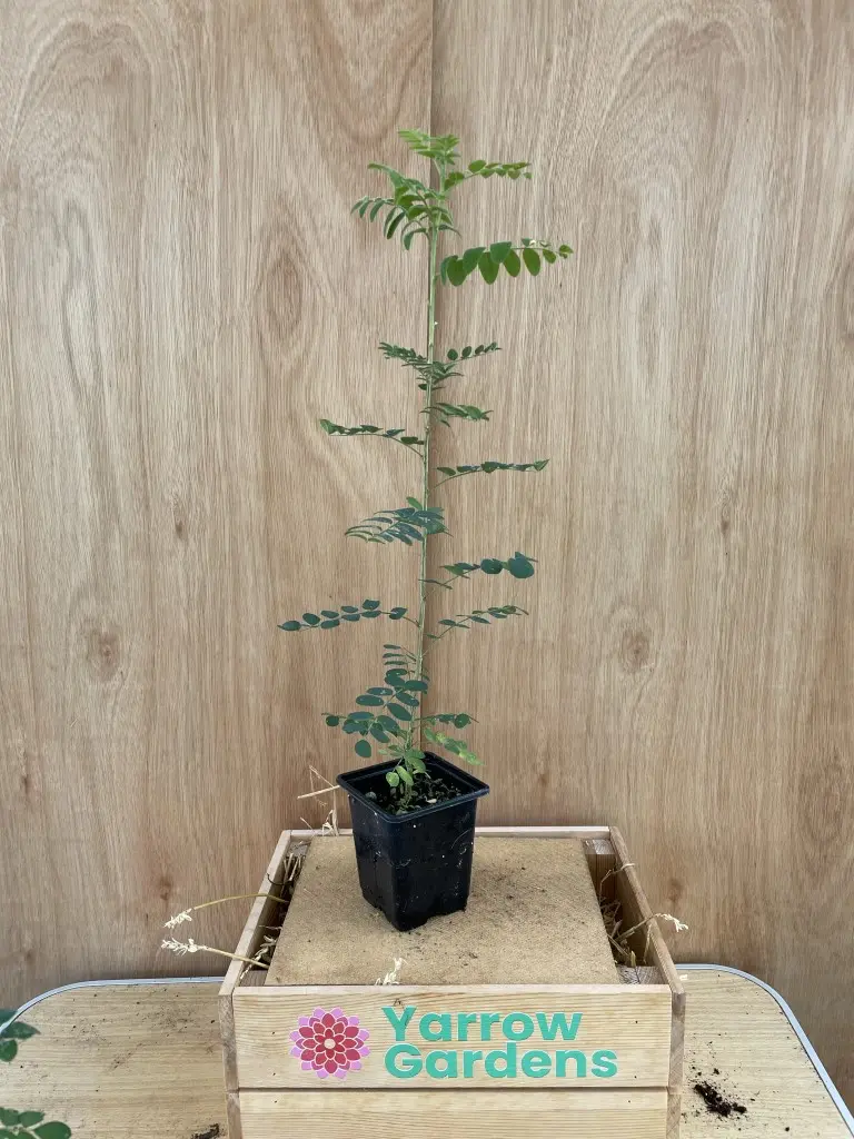 Siberian pea tree - Caragana arborescens