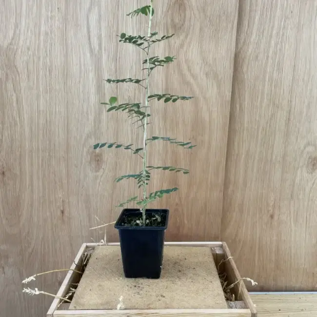 Siberian pea tree - Caragana arborescens
