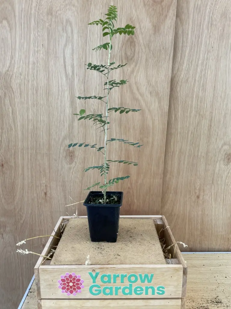 Siberian pea tree - Caragana arborescens