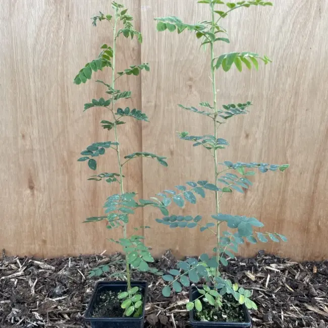 Siberian pea tree - Caragana arborescens