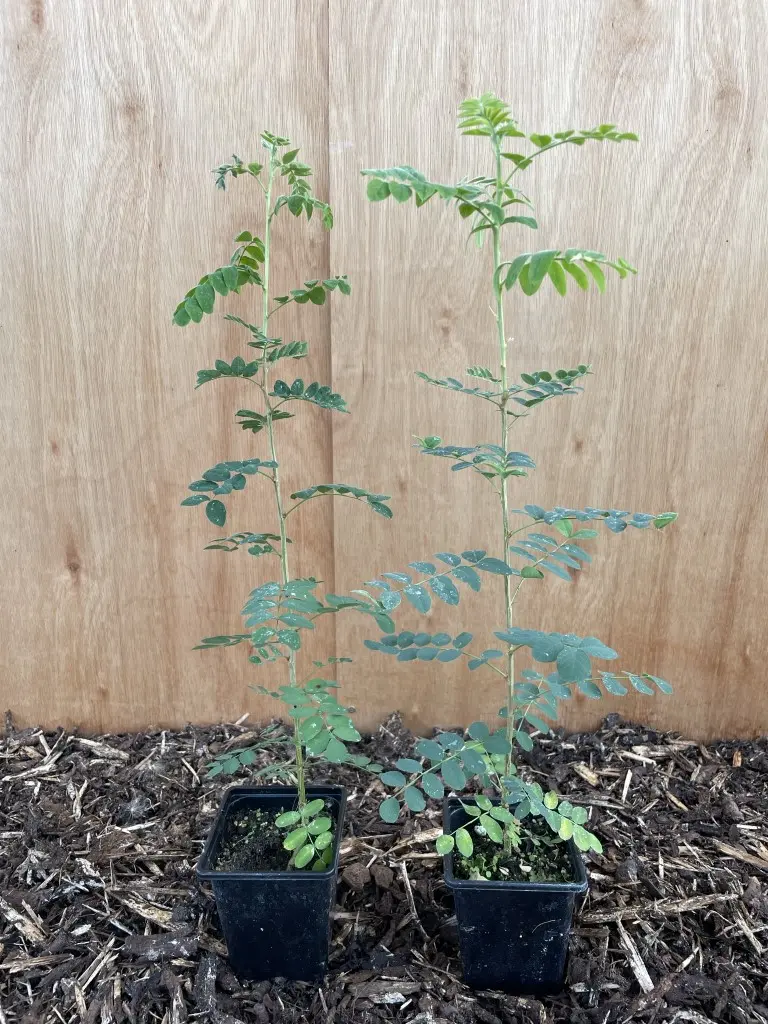 Siberian pea tree - Caragana arborescens