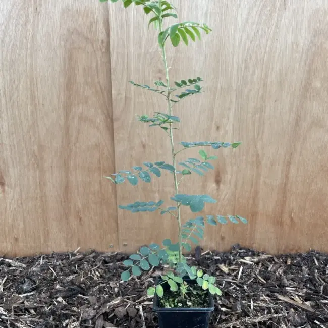 Siberian pea tree - Caragana arborescens