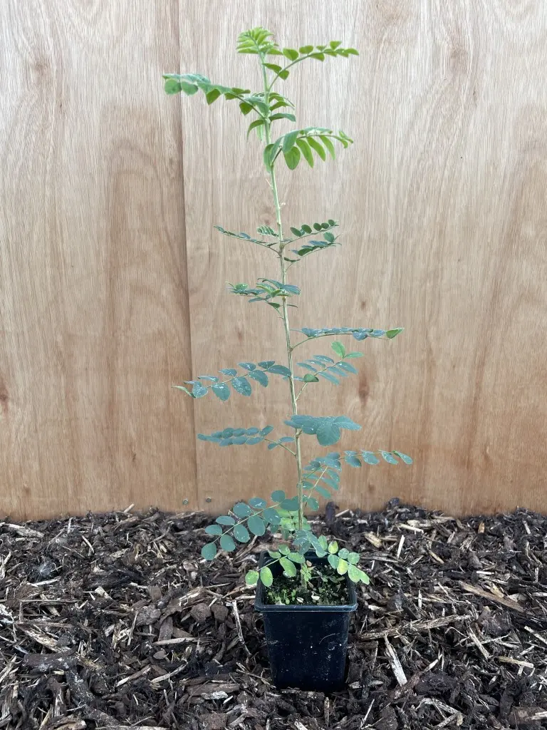 Siberian pea tree - Caragana arborescens