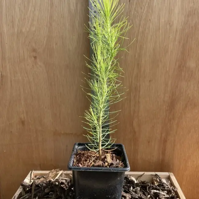 Slash Pine 20/40cm (P9) - Image 4