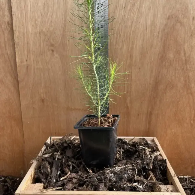 Slash Pine 20/40cm (P9) - Image 3