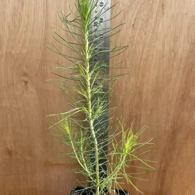 Slash Pine 20/40cm (P9) - Image 2