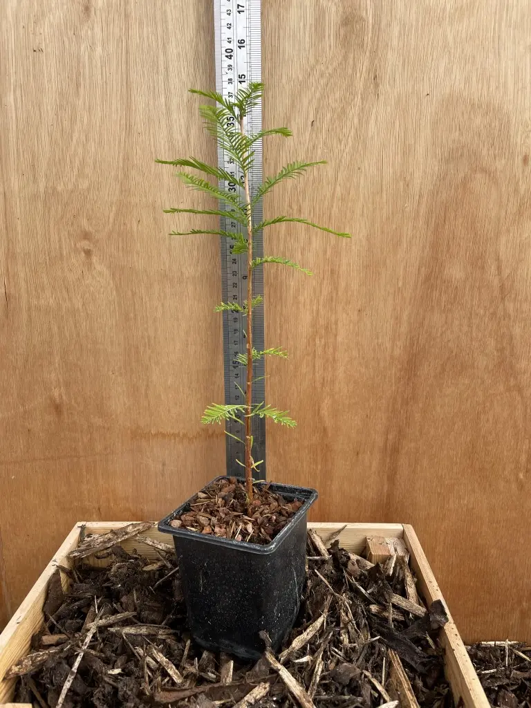 Swamp Cypress Tree 20/40cm (P9) - Image 5