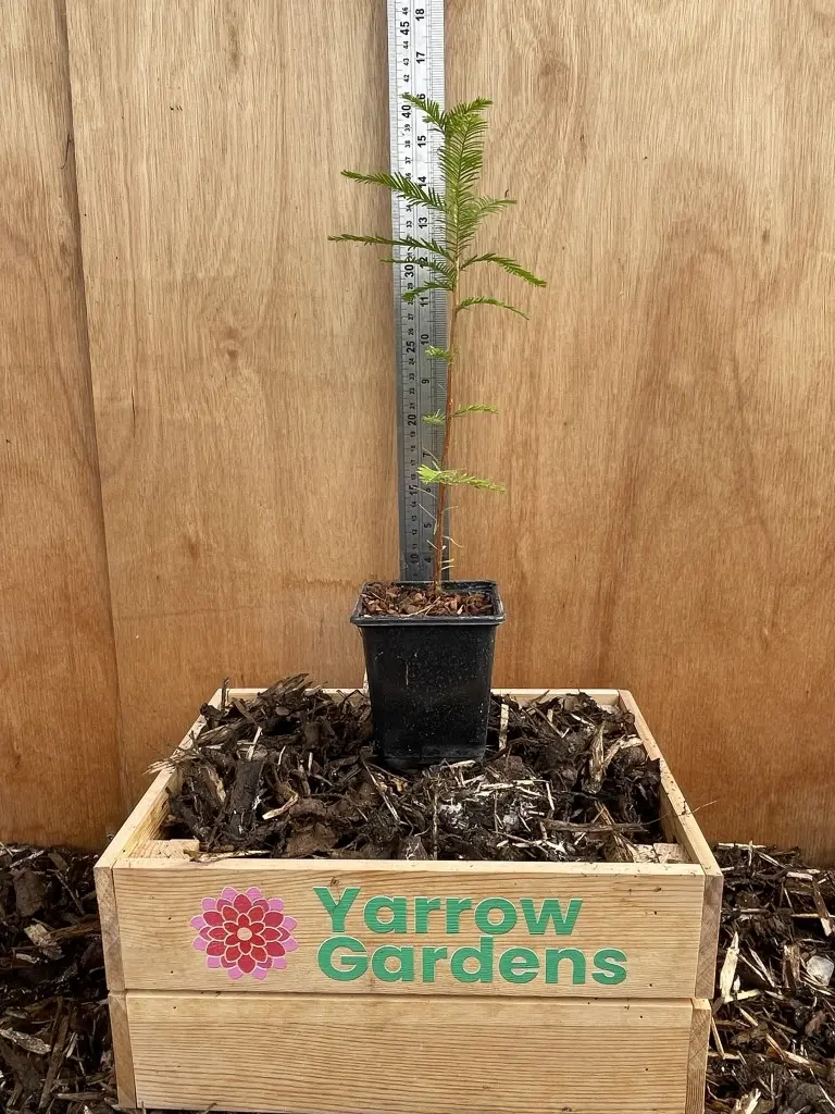 Swamp Cypress Tree 20/40cm (P9)