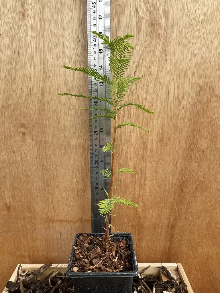 Swamp Cypress Tree 20/40cm (P9) - Image 4