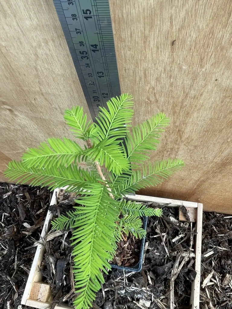 Swamp Cypress Tree 20/40cm (P9) - Image 3