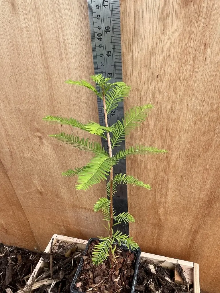 Swamp Cypress Tree 20/40cm (P9) - Image 2