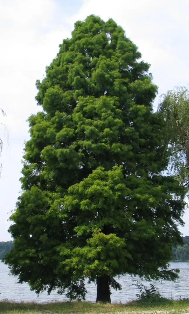 Swamp Cypress Tree 20/40cm (P9) - Image 8