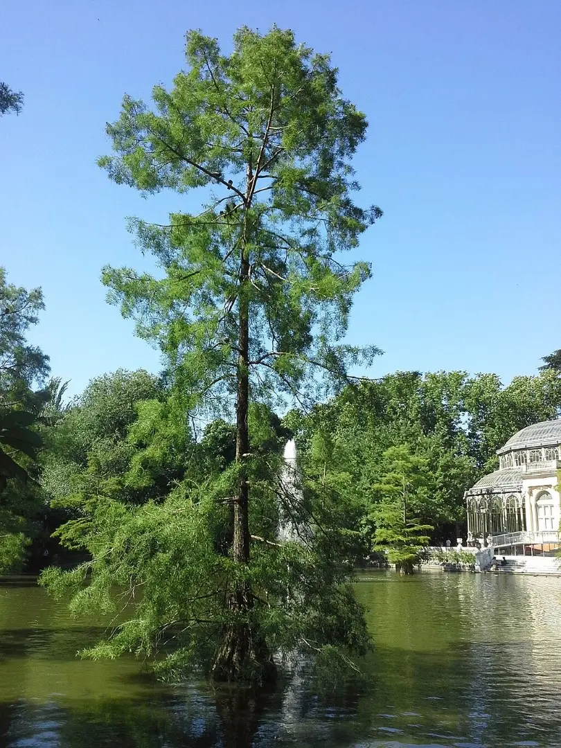 Swamp Cypress Tree 20/40cm (P9) - Image 9