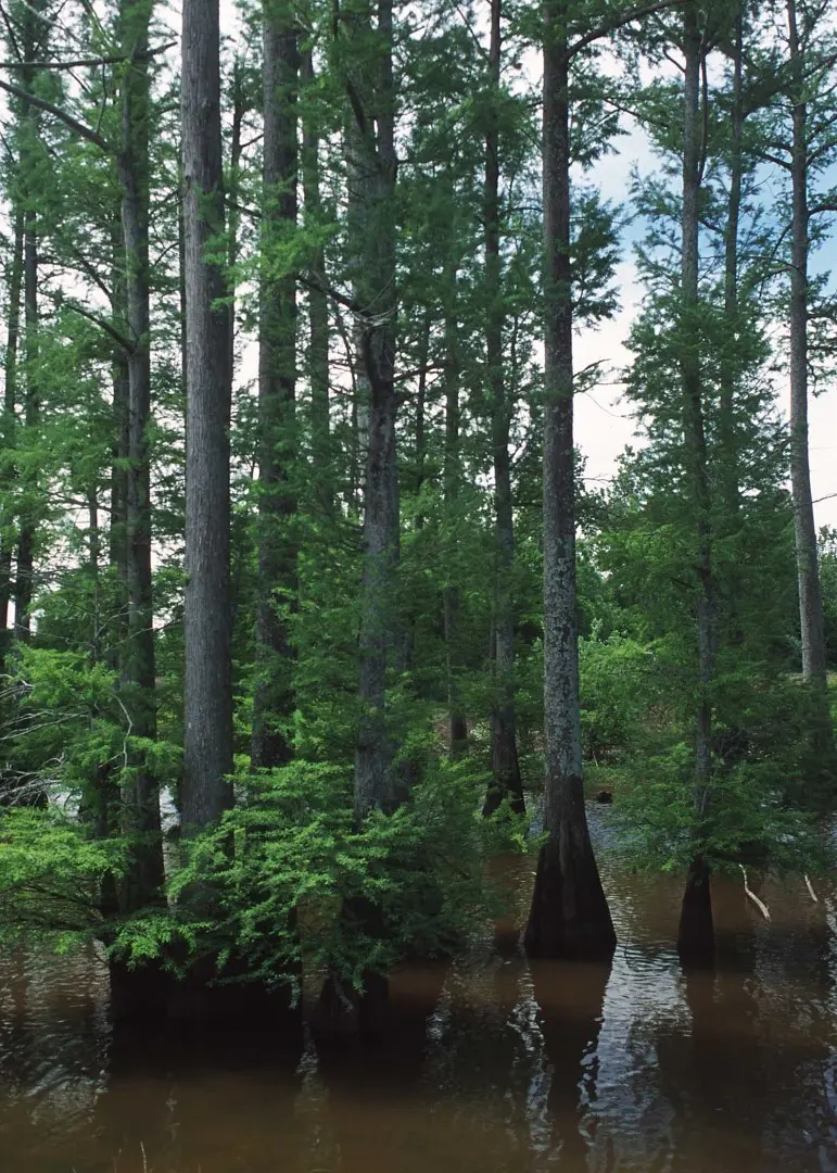 Swamp Cypress Tree 20/40cm (P9) - Image 6