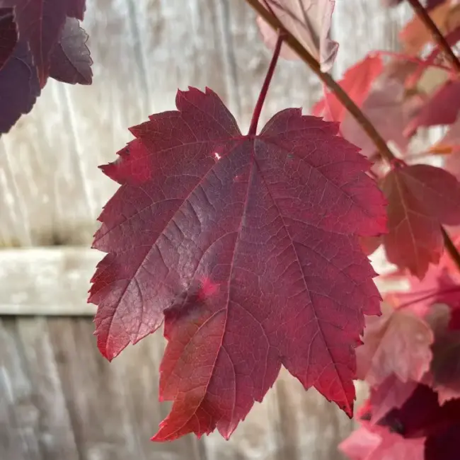 Red Maple Tree 15/30cm (P9) - Image 3