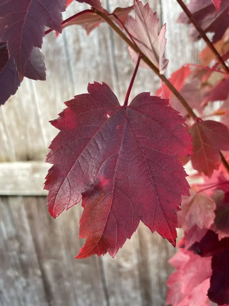 Red Maple Tree 120/140cm (2L) - Image 6