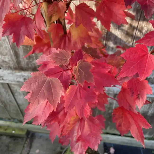 Red Maple Tree 15/30cm (P9) - Image 2