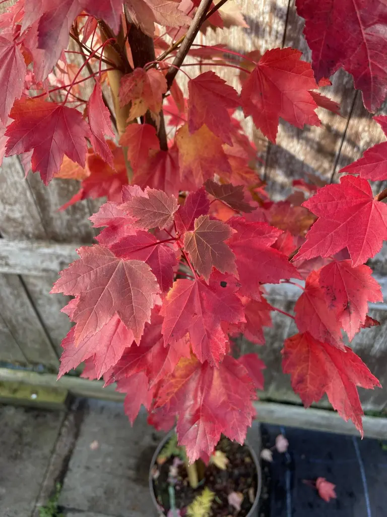 Red Maple Tree 120/140cm (2L) - Image 5