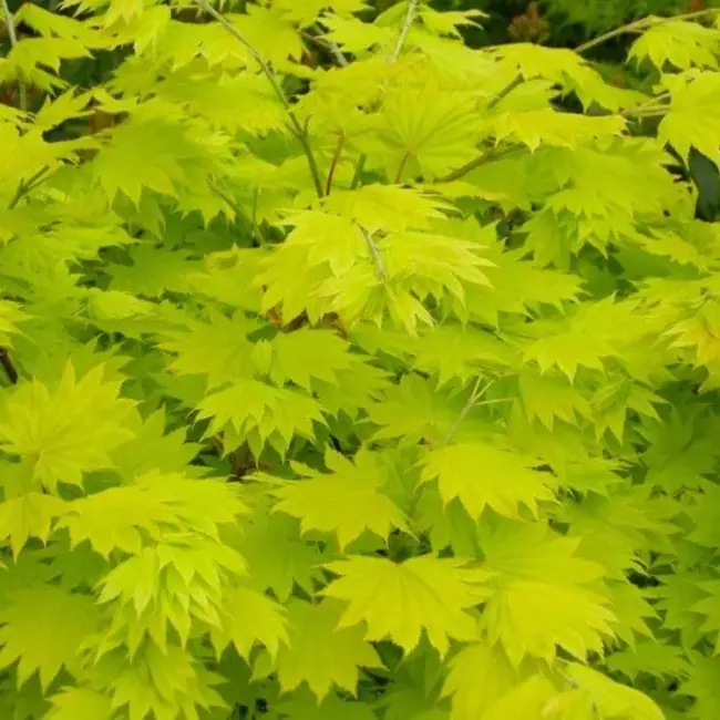 Japanese Golden Full Moon Maple Acer 60/80cm - Image 6
