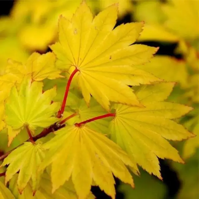 Japanese Golden Full Moon Maple Acer 60/80cm - Image 8