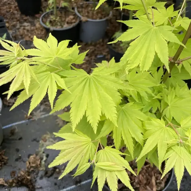Japanese Golden Full Moon Maple Acer 60/80cm - Image 5