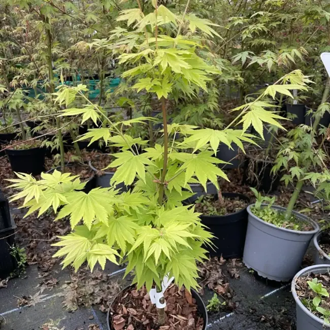Japanese Golden Full Moon Maple Acer 60/80cm
