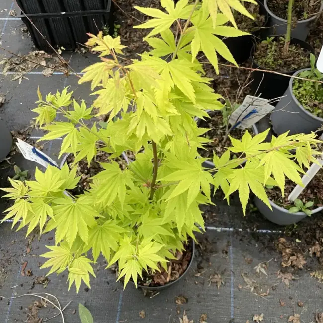 Japanese Golden Full Moon Maple Acer 60/80cm - Image 4