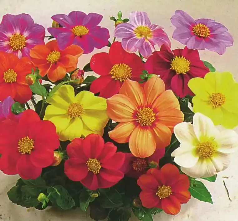Dahlia Seeds - Coltness Mixed x50