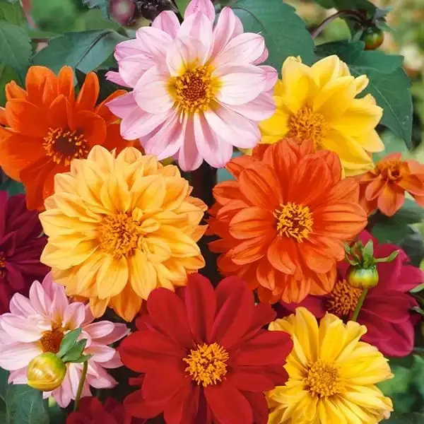 Dahlia Seeds - Diablo x50