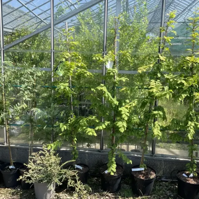 Dawn Redwood 'Golden Oji' 200cm (25L) - Image 2