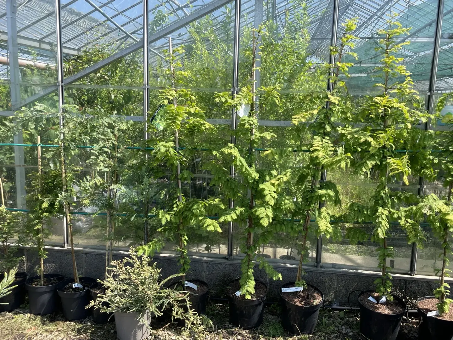Dawn Redwood 'Golden Oji' 200cm (10L) - Image 2