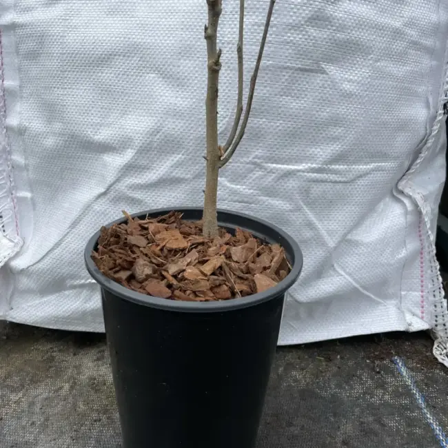 Bar Root English Walnut - Juglans regia