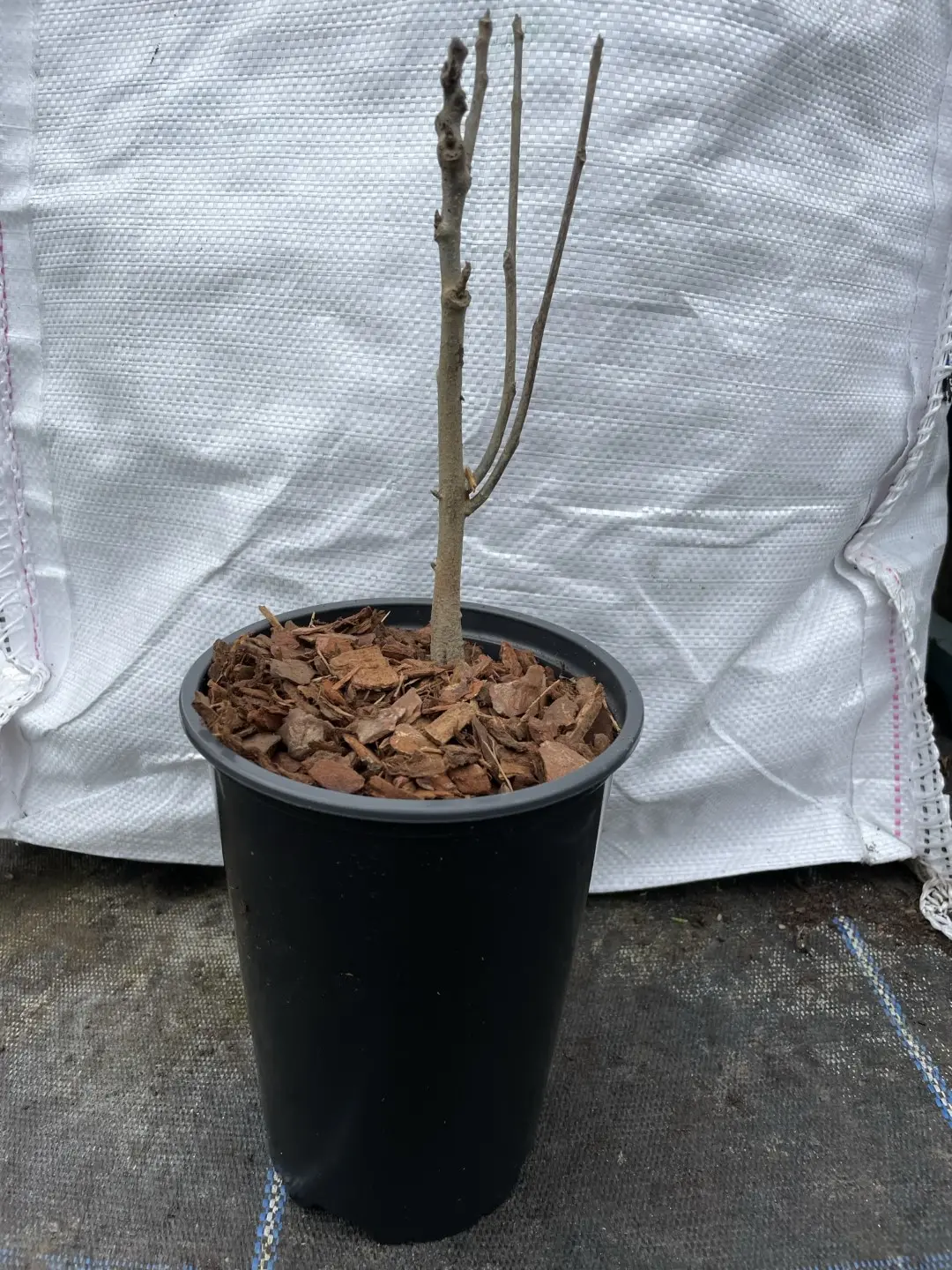 Bar Root English Walnut - Juglans regia