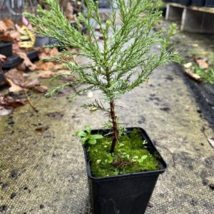Giant Redwood Sapling (Bonsai)