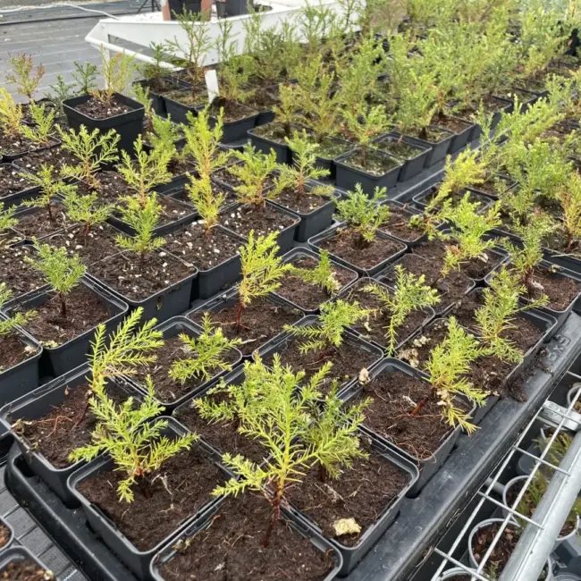 Giant Redwood Sapling (P9) - Image 10