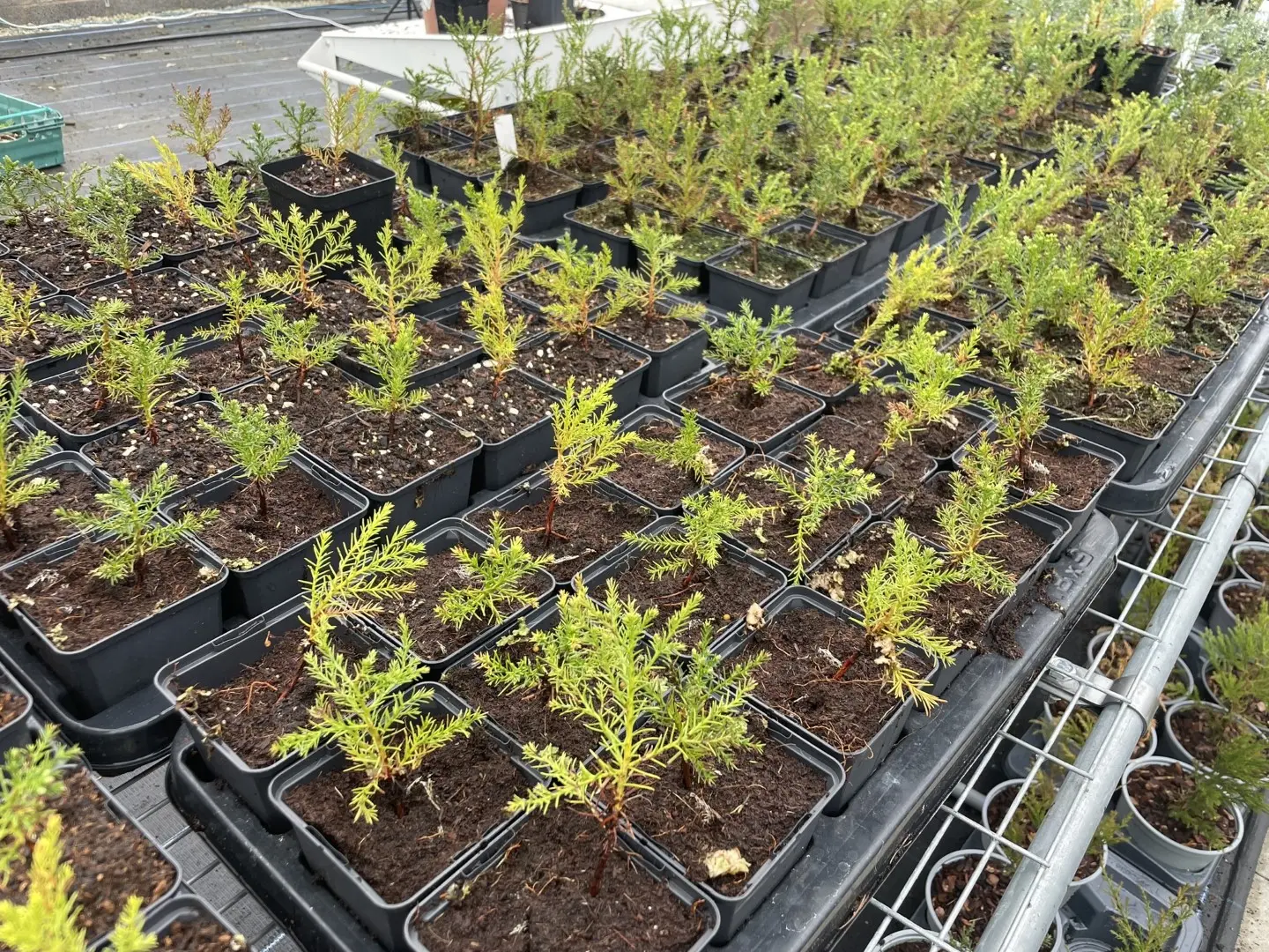 Giant Redwood Sapling (Bonsai) - Image 6