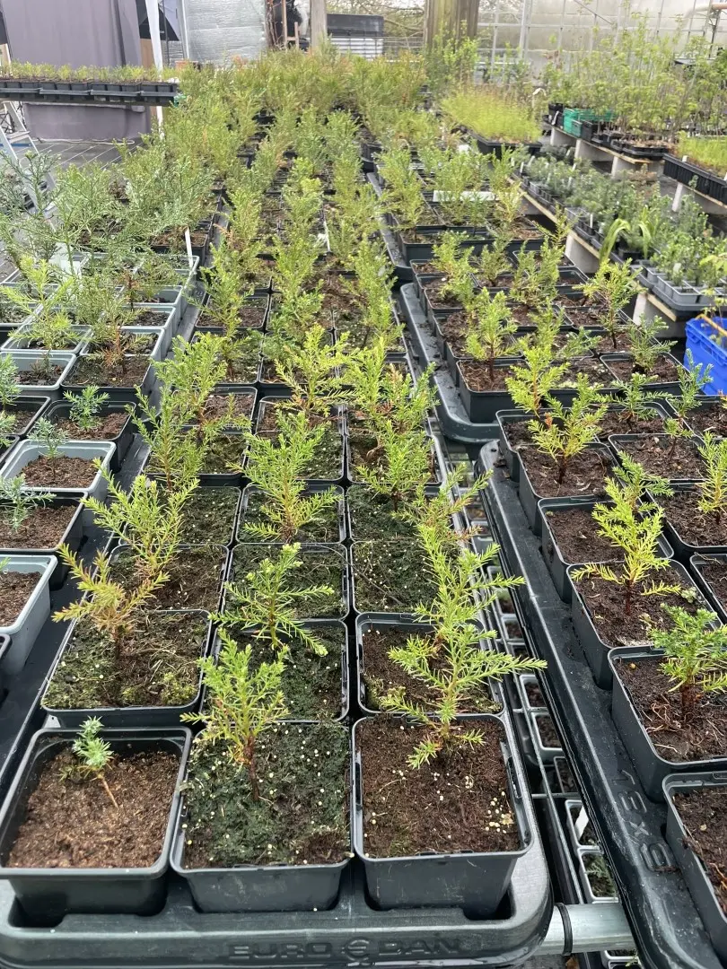 Giant Redwood Sapling (Bonsai) - Image 7