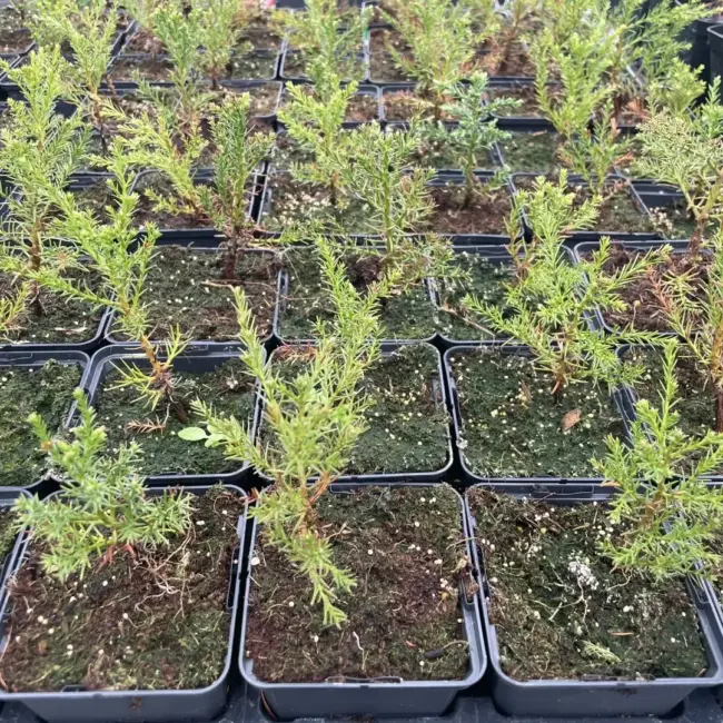 Giant Redwood Sapling (P9) - Image 8