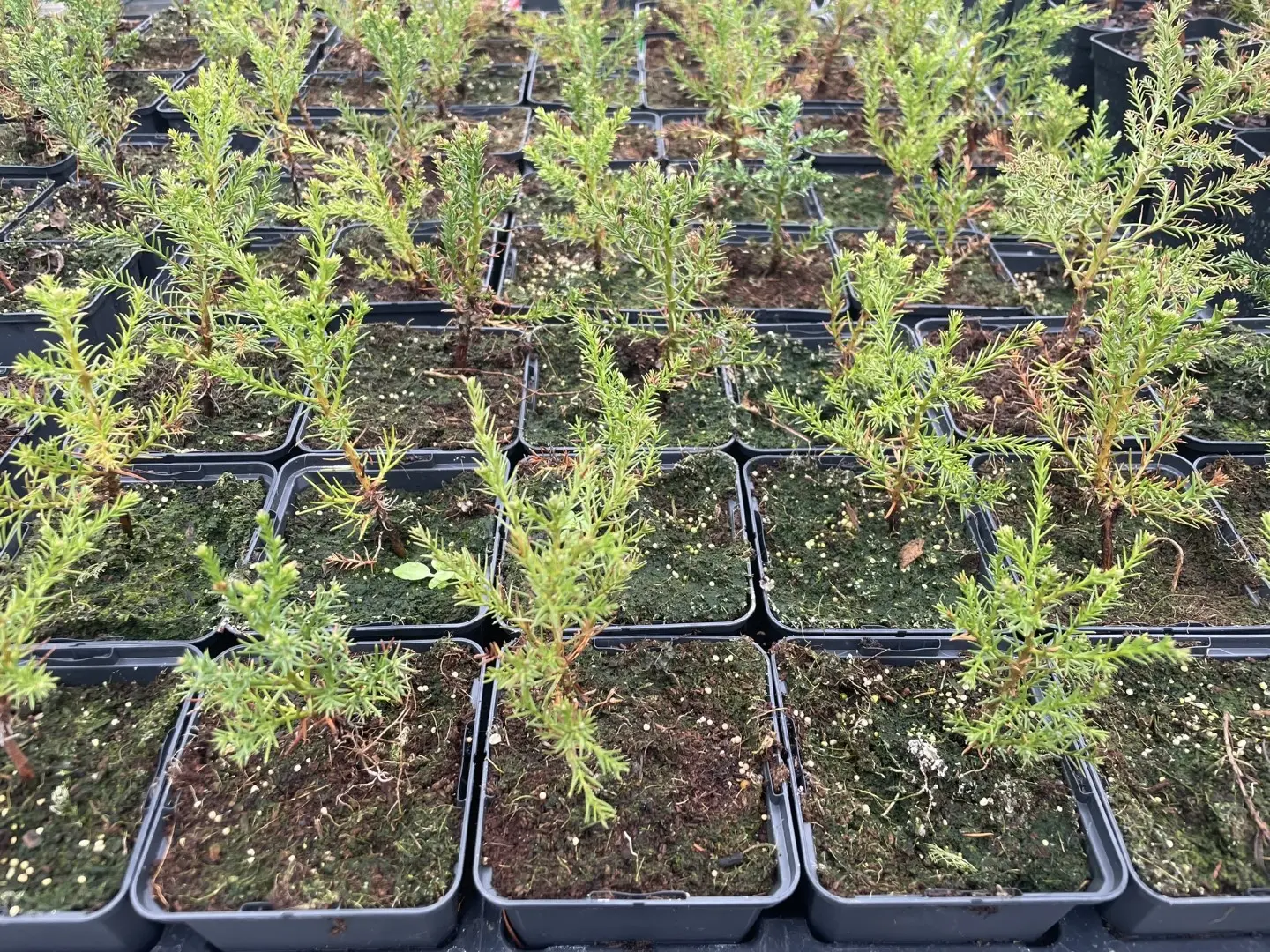 Giant Redwood Sapling (Bonsai) - Image 8