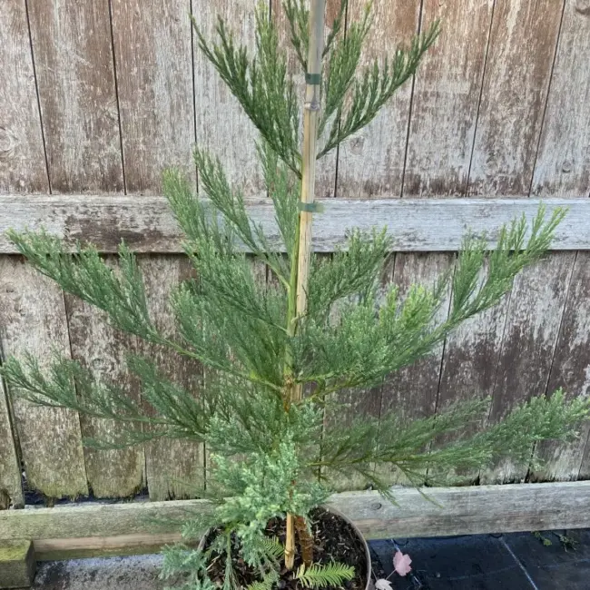 Giant Redwood 100/120cm (10 litre) - Image 3