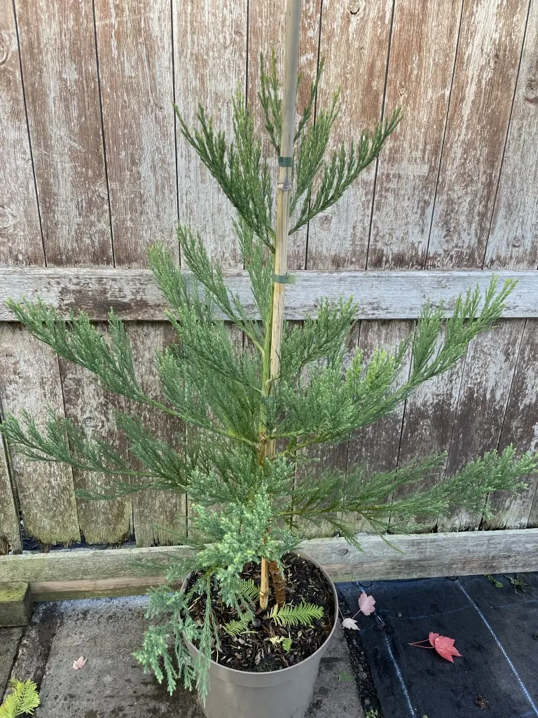 Giant Redwood 80/100cm (10L) - Image 3