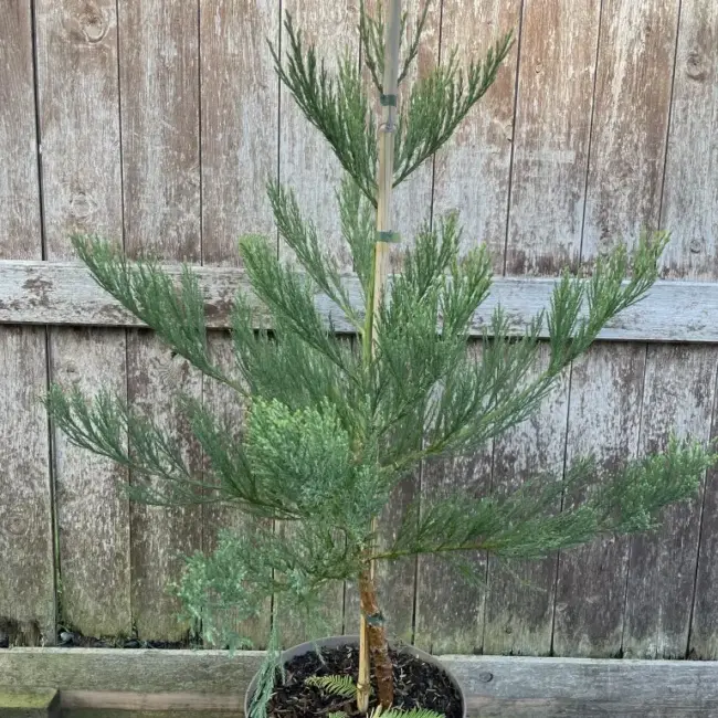 Giant Redwood 100/120cm (10 litre)
