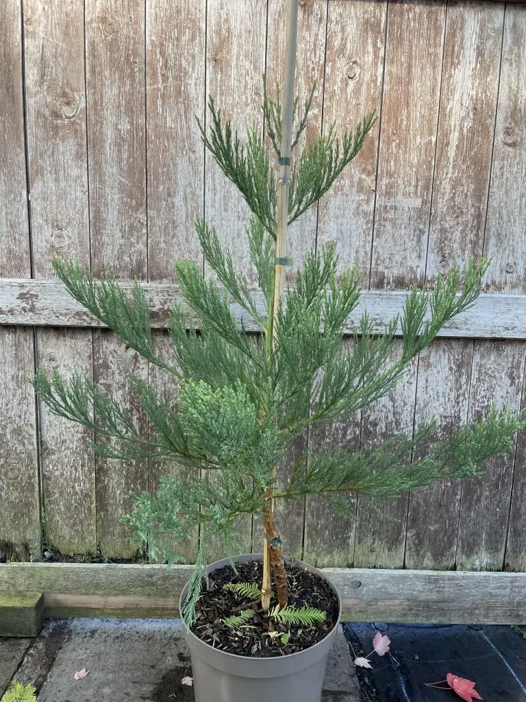 Giant Redwood 80/100cm (10L)